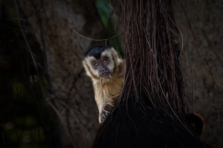 017 Noord Pantanal, azaras kapucijnaap.jpg